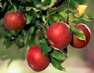 Вірус скручування листя черешні вперше ідентифіковано на яблуні